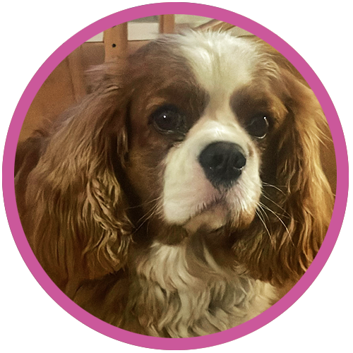 Testimonials hunden Iggy