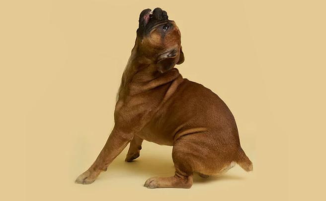 hund griber legetoej b