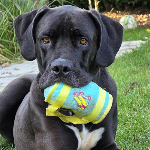 glad og tilfreds hund med tilfredshedsgaranti