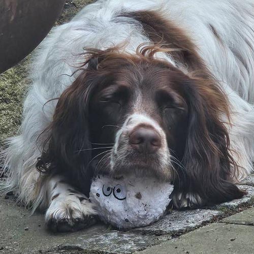 tilfreds hund tilfredshedsgaranti