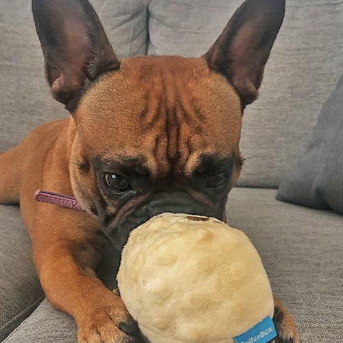 tilfredshedsgaranti hundelegetoej