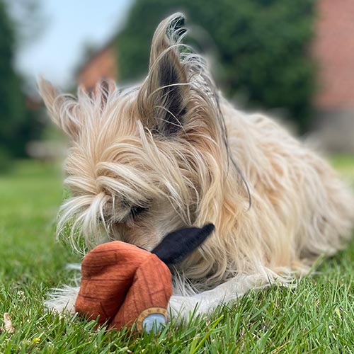 tilfredshedsgaranti til hunden