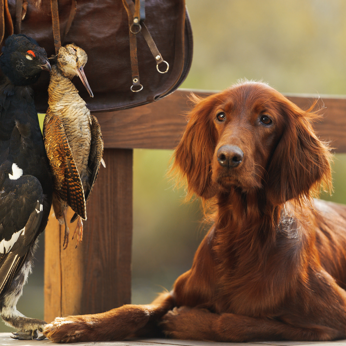 Mollerup Moelle Hundefoder