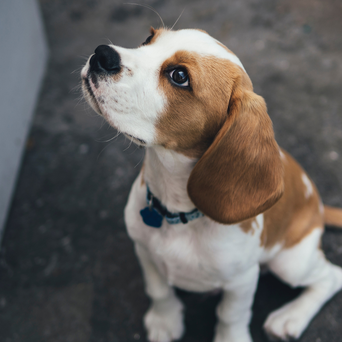 Mollerup Moelle Hundefoder