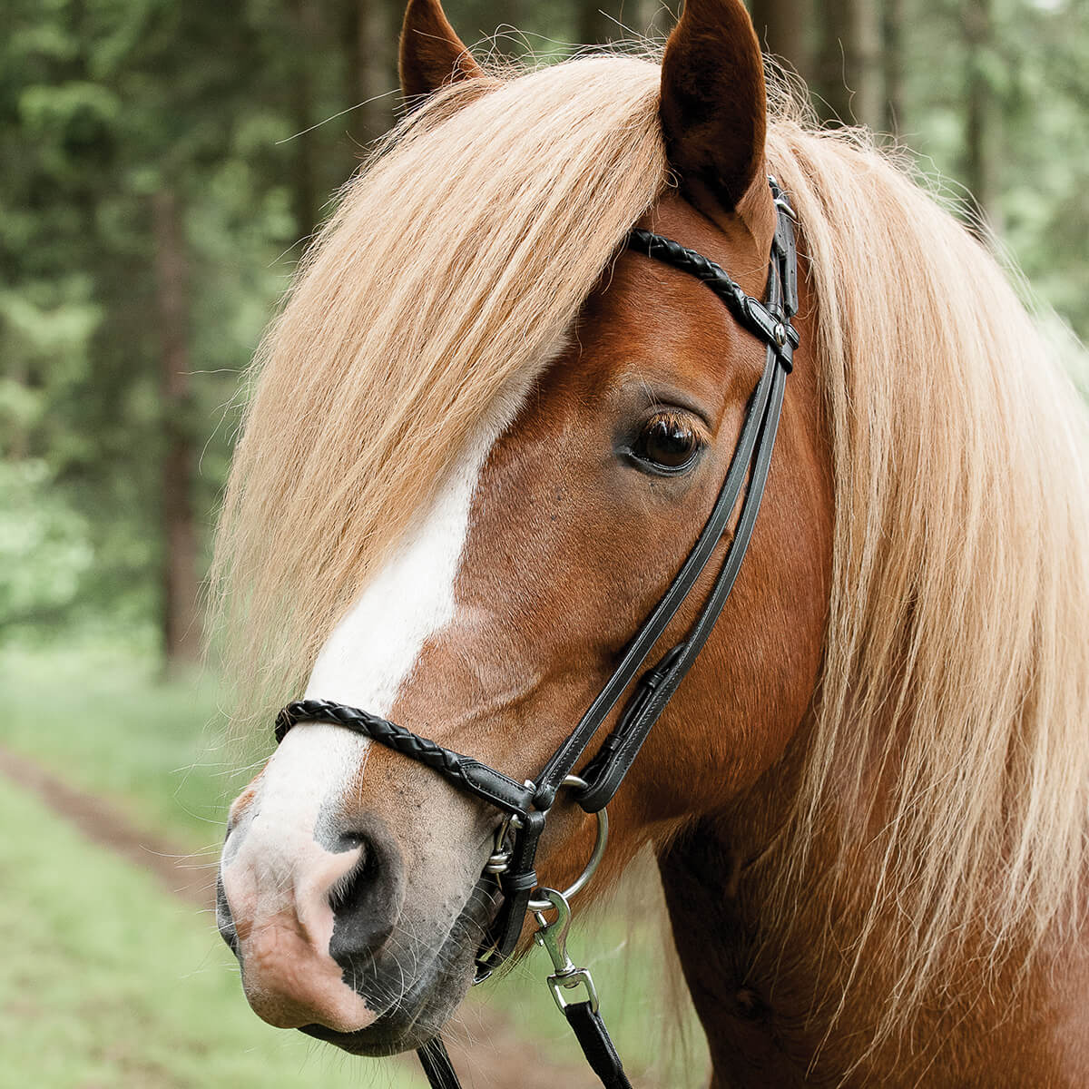 CATAGO Islændertrense med flet | Sort str. cob