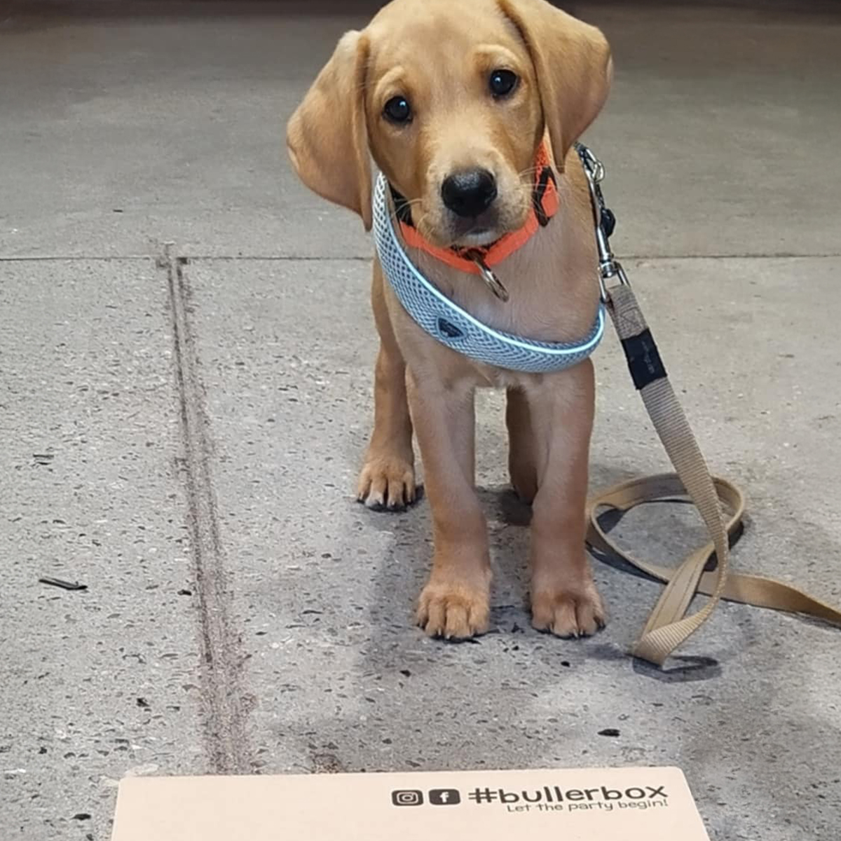 BBX000 BabyBullerBox hvaplepakke 01