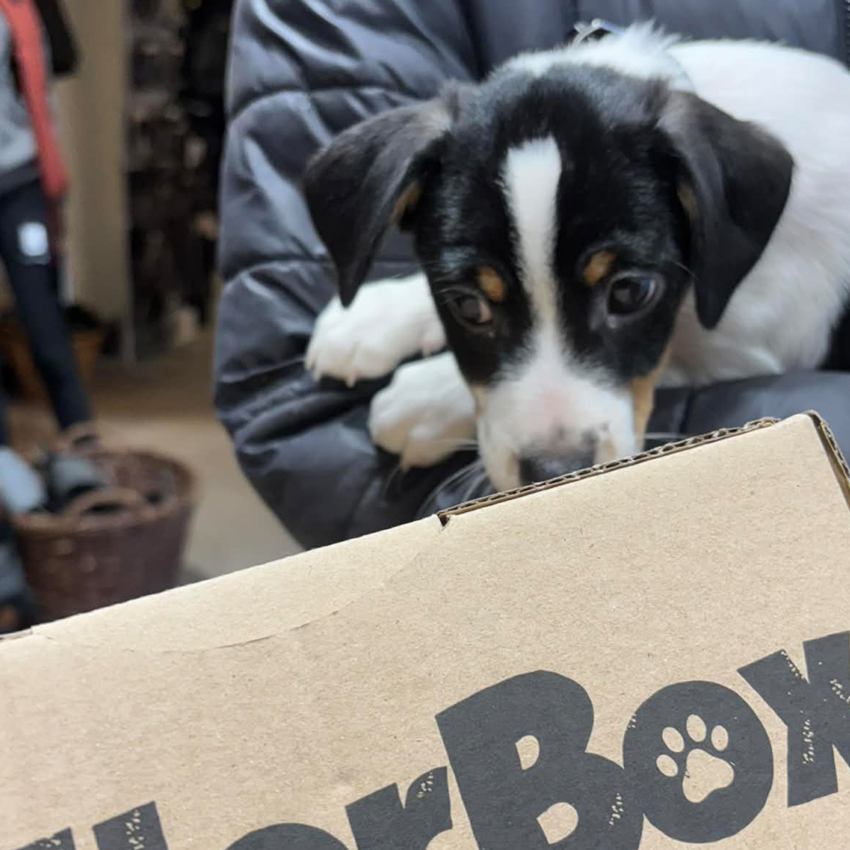 BBX000 BabyBullerBox hvaplepakke 01