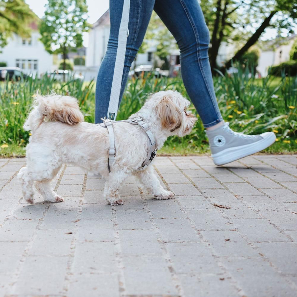 Hunter Divo hundesele taupe 01