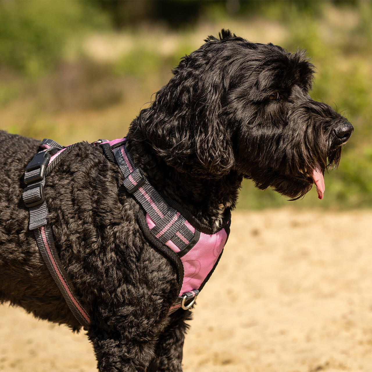 QHP hundesele Cherry Pink 01