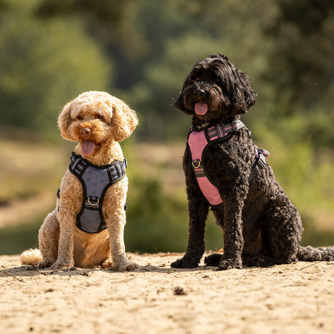 QHP hundesele Cherry Pink 01