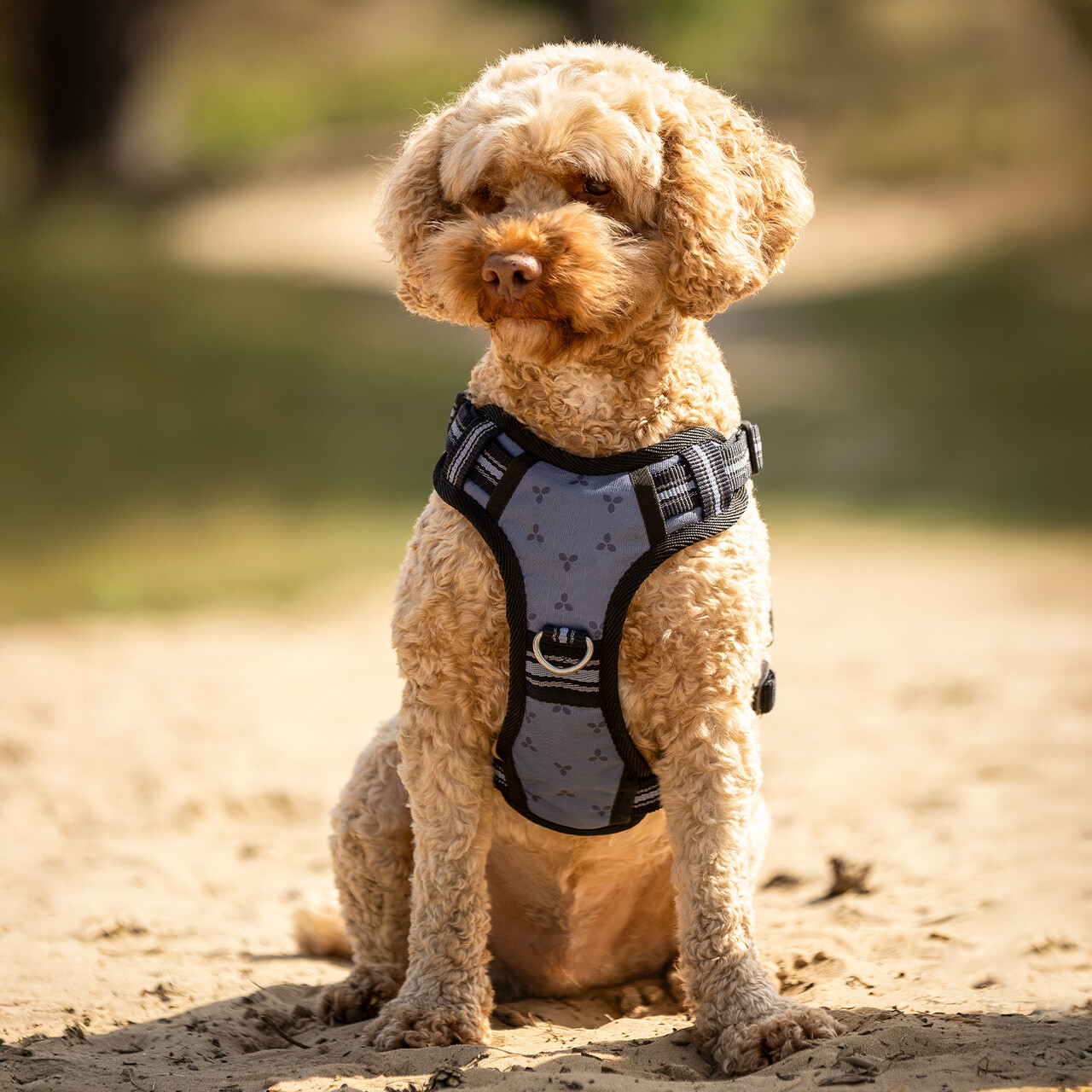 QHP hundesele Misty Blue 01