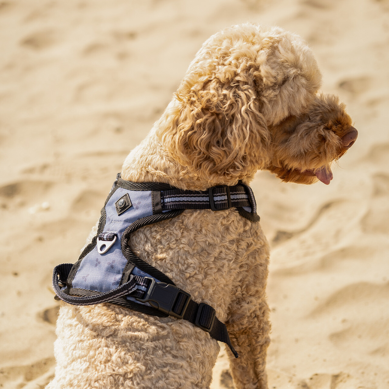 QHP hundesele Misty Blue 01