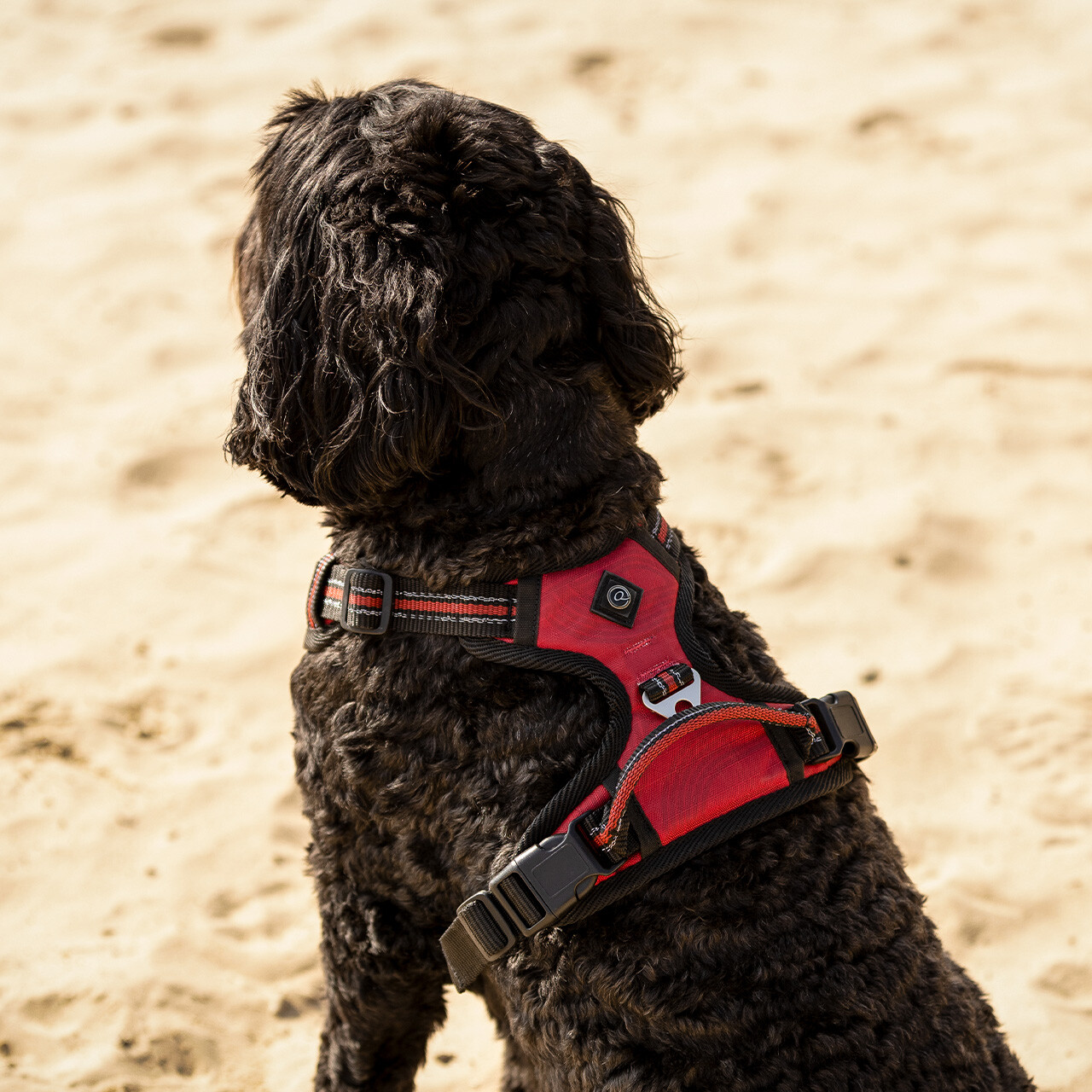 QHP hundesele Sunset Red 01