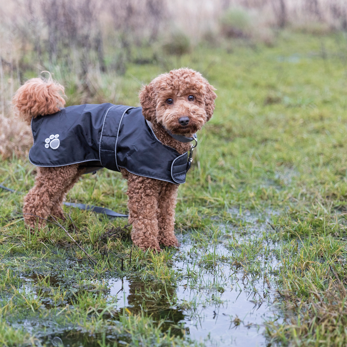 Trixie Hundedaekken Orleans T coat 01