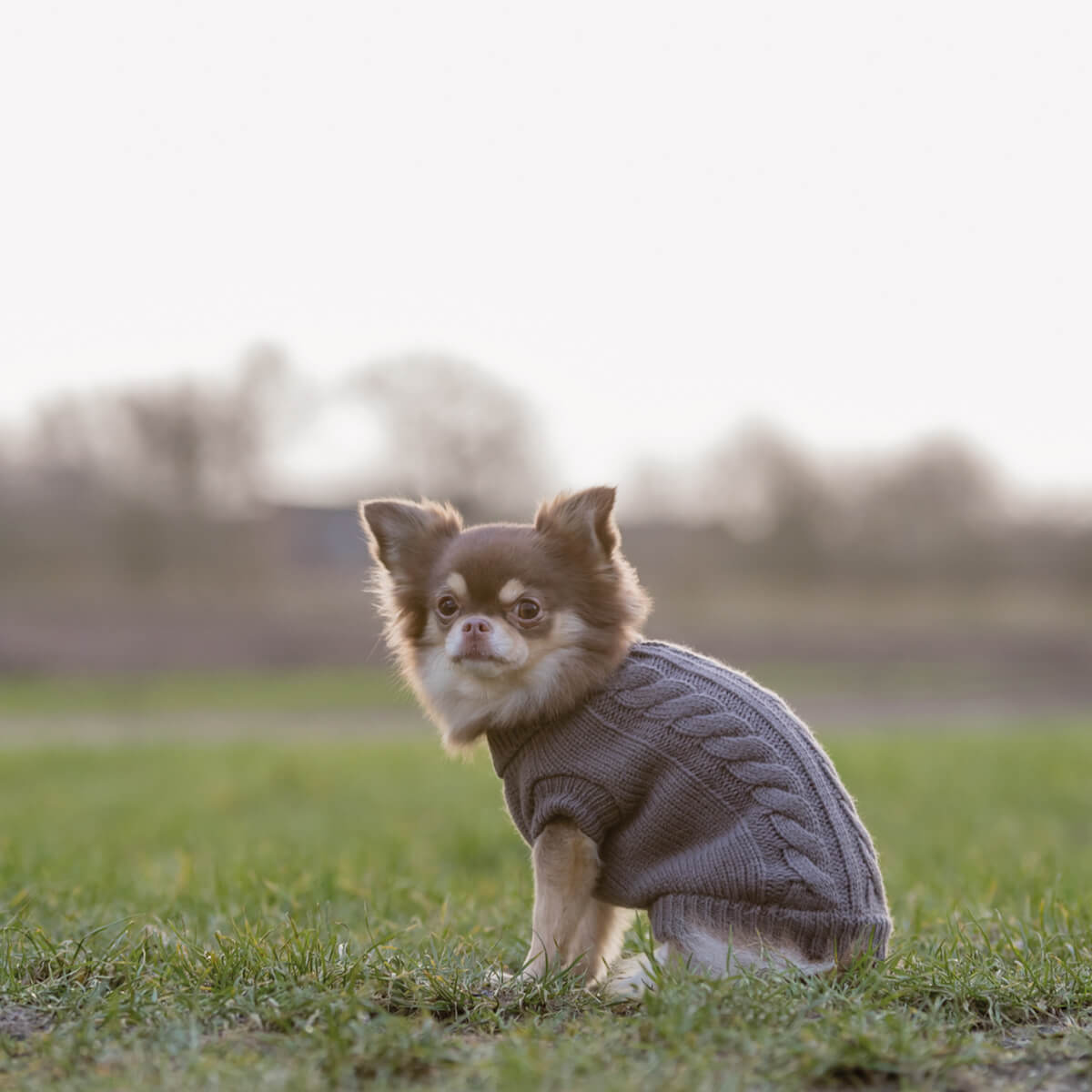 Kenton hunde pullover graa 01