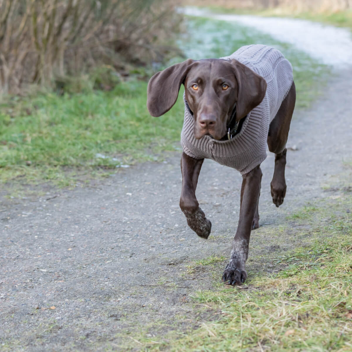 Kenton hunde pullover graa 01