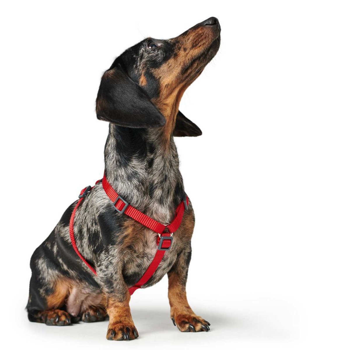 Hunter London hundesele roed 01