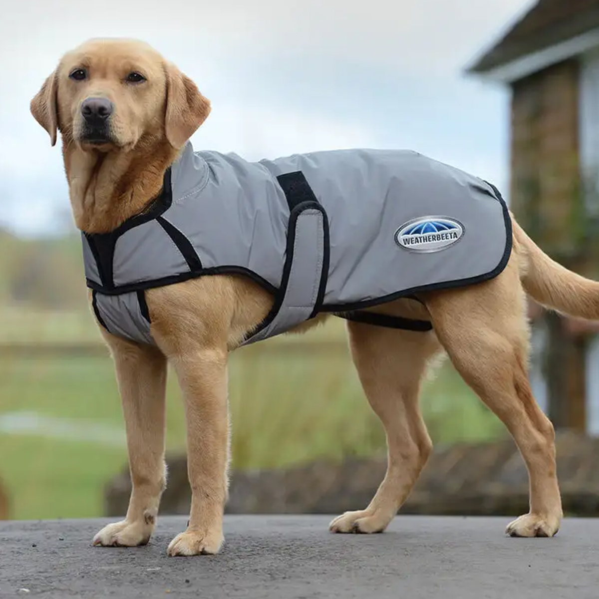 Weatherbeeta Comfitec Refleks hundedaekken 01