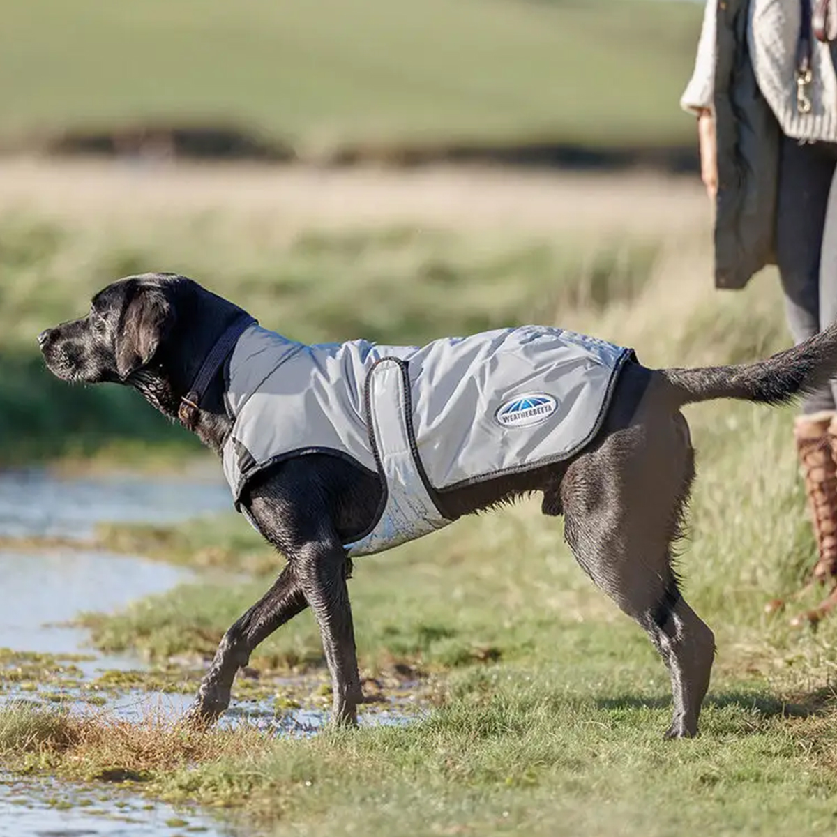Weatherbeeta Comfitec Refleks hundedaekken 01