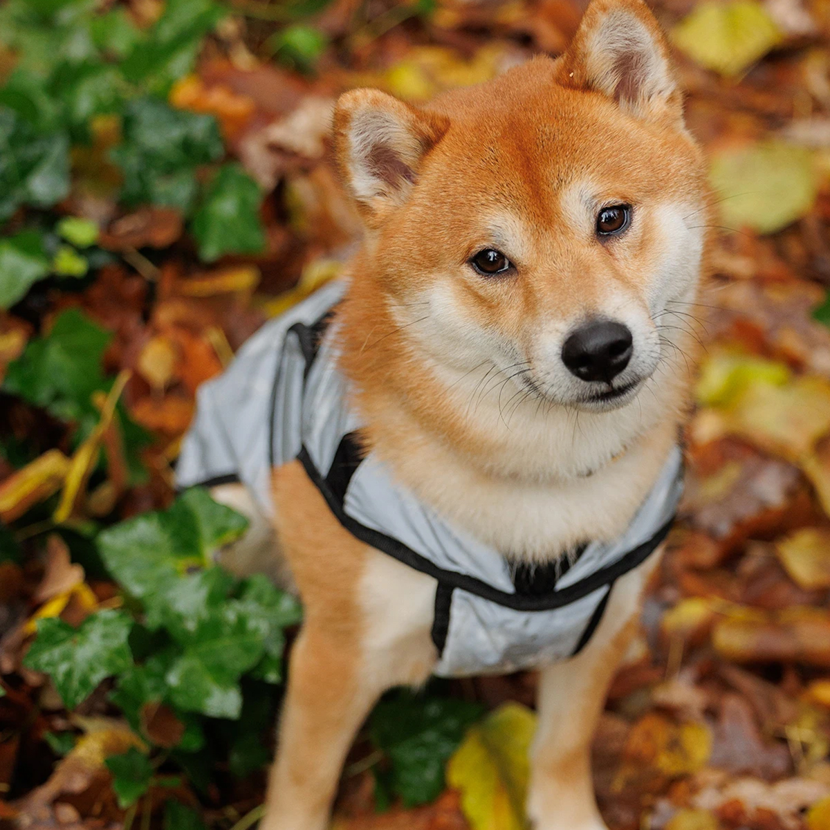 Weatherbeeta Comfitec Refleks hundedaekken 01