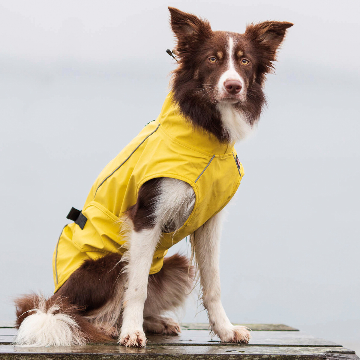 Vimy Regnfrakke til hund 01