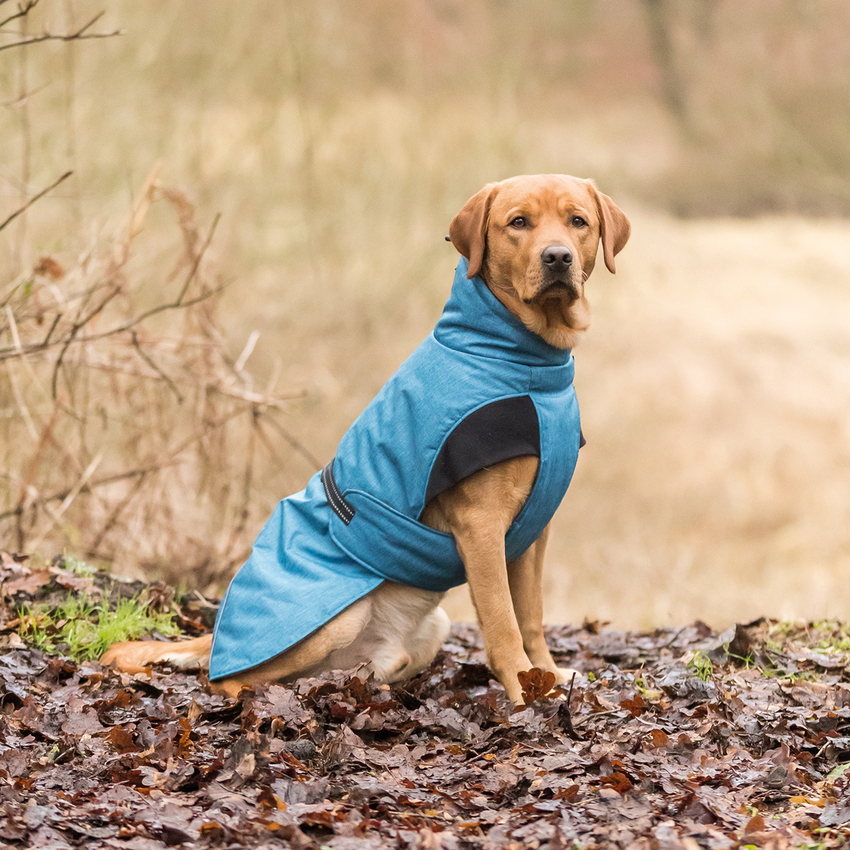 Trixie Riom vinter hundedaekken 01