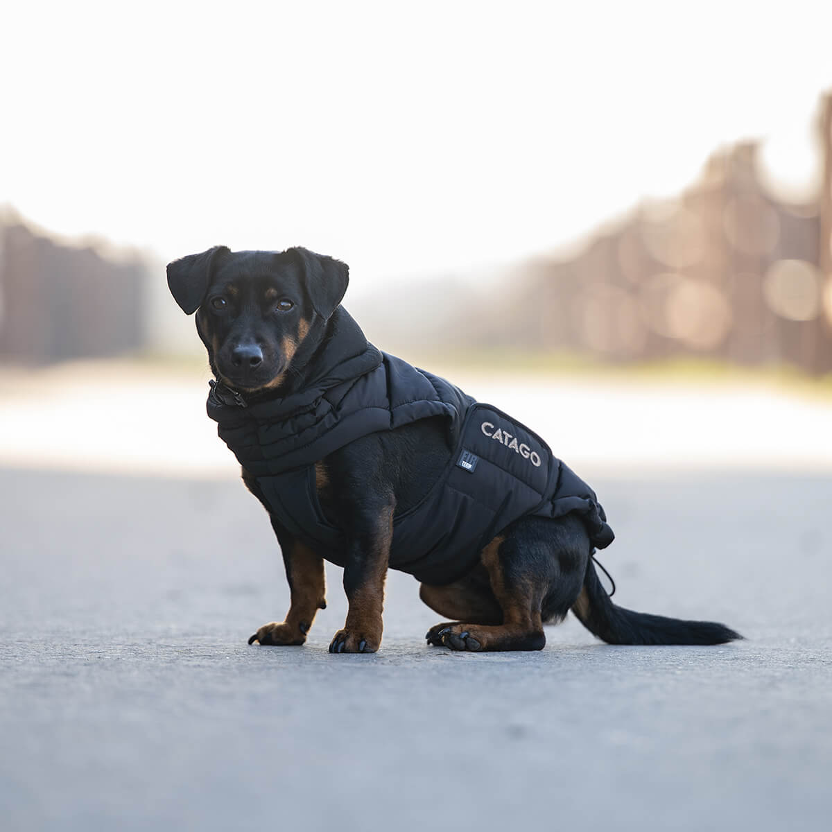 CATAGO FIR Tech puffer hundedaekken Sort V 300132501 01