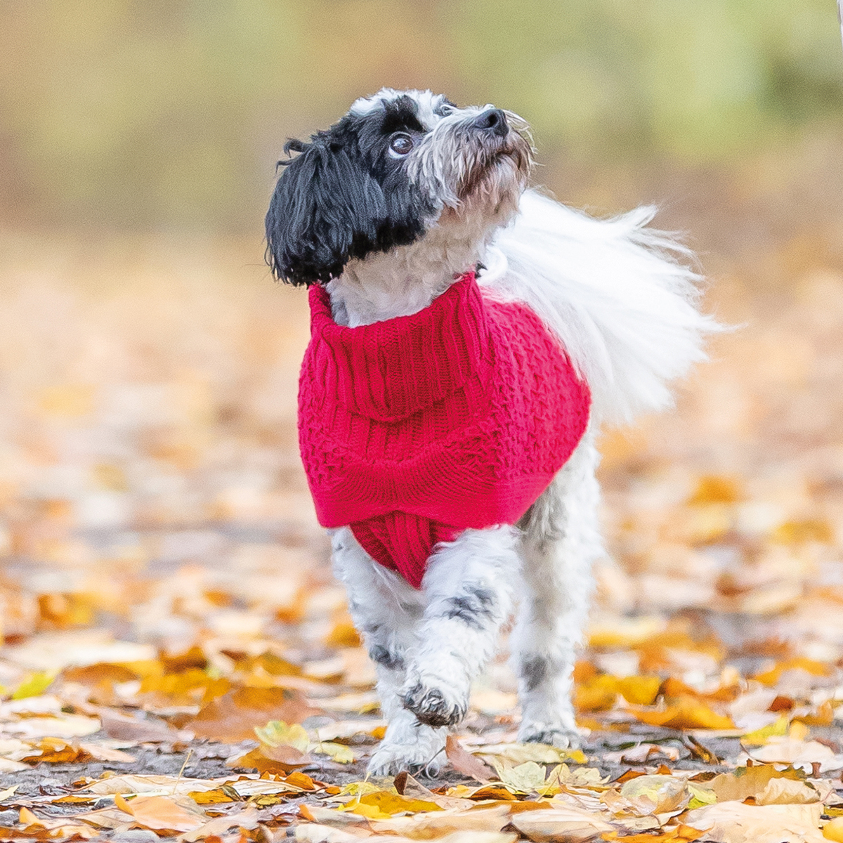 Norwood pullover til hund roed 01