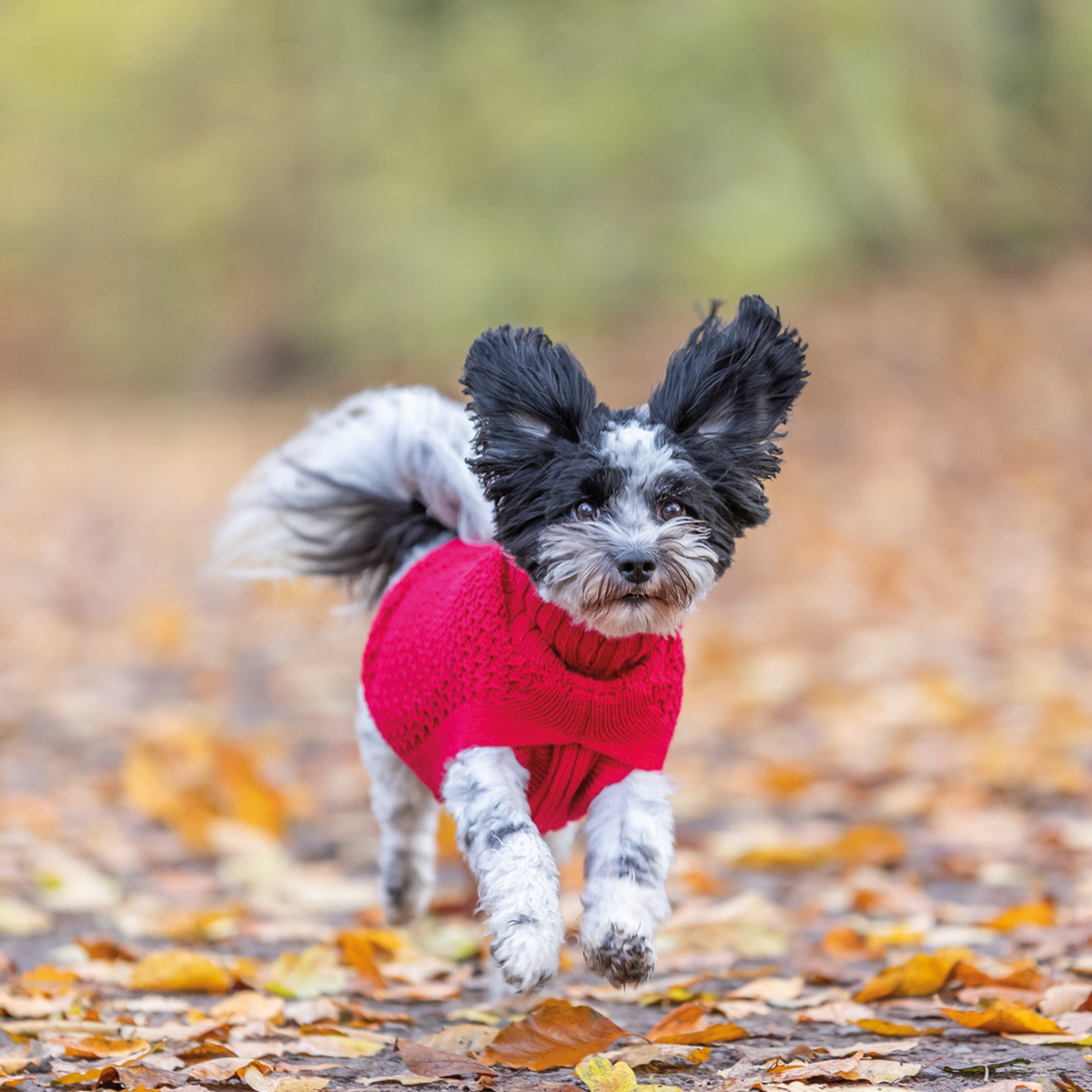 Norwood pullover til hund roed 01