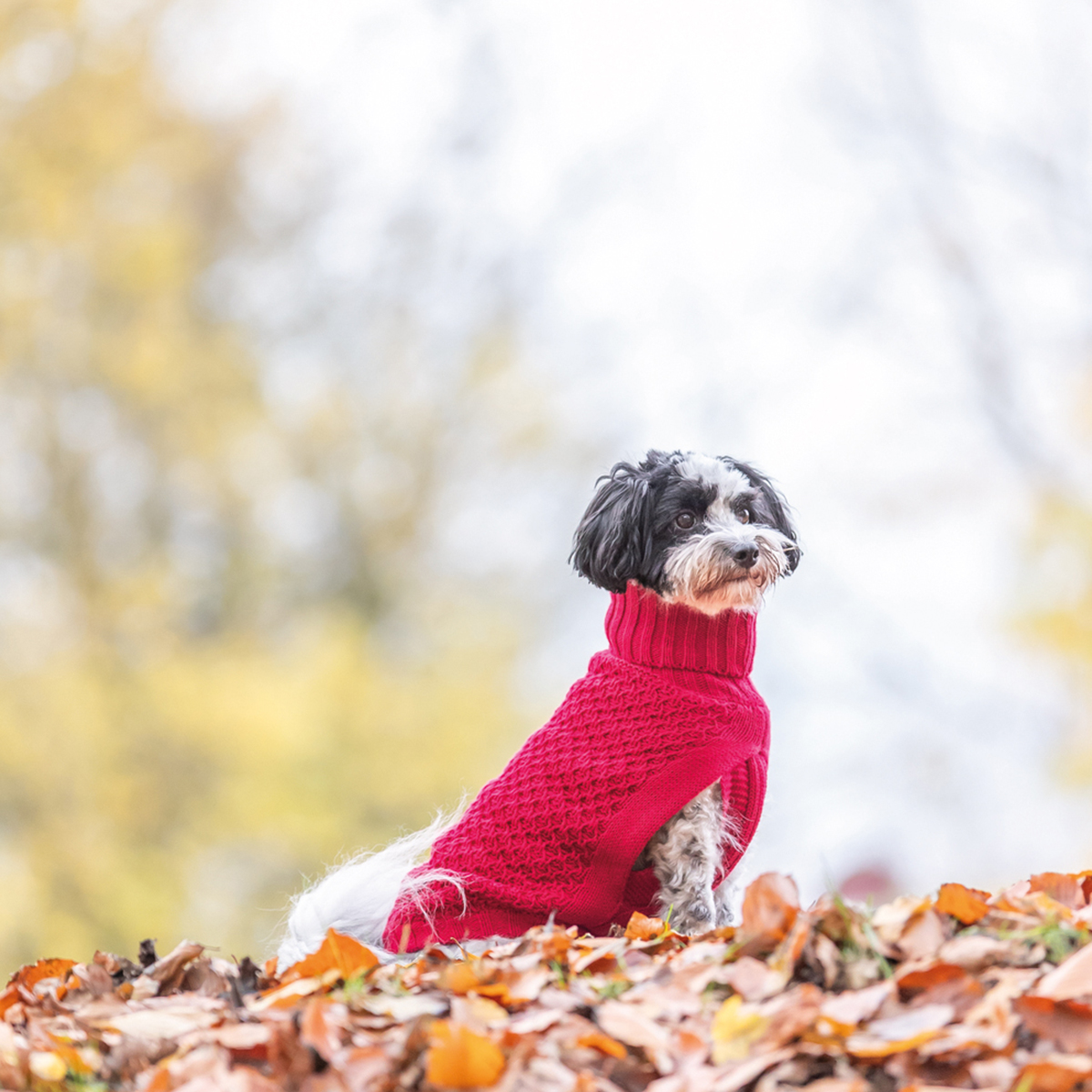 Norwood pullover til hund roed 01