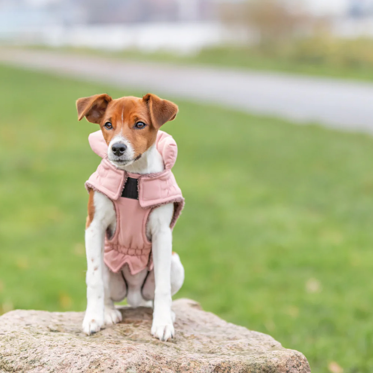 Trixie Lesmont vinter daekken til hund aprikos 01